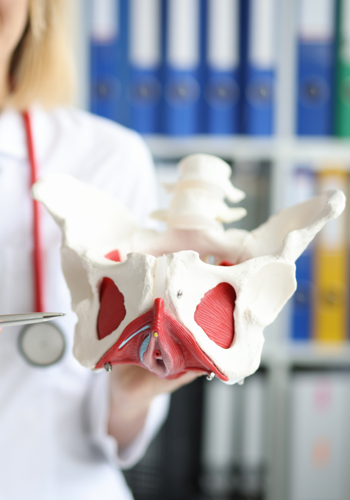 Model of a pelvis and pelvic floor muscles