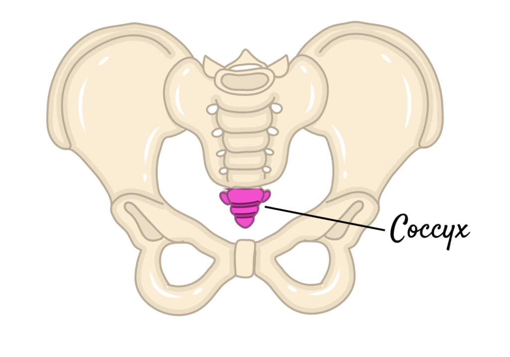 Pelvis showing the coccyx